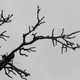 Illustration for article titled Nature During Winter